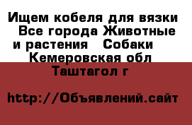 Ищем кобеля для вязки - Все города Животные и растения » Собаки   . Кемеровская обл.,Таштагол г.